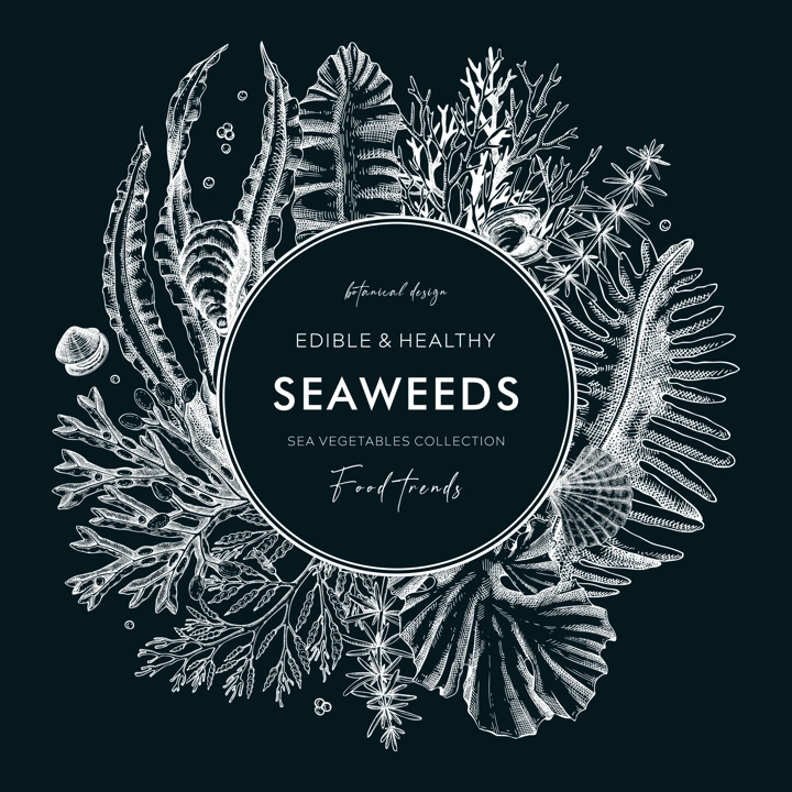 Seaweed vector card or invitation design. Edible algae vintage wreath with ogonori, wakame, kombu, hijiki, Irish moss drawings in sketch style. Underwater plant botanical illustration on chalkboard